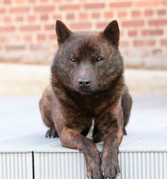 kai ken dog lying down facing camera