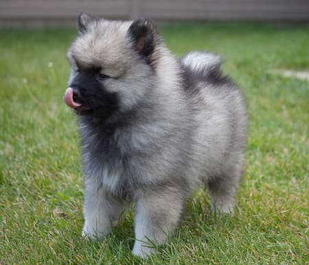 Keeshond puppy standing in the grass