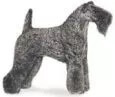 kerry blue terrier dog illustration