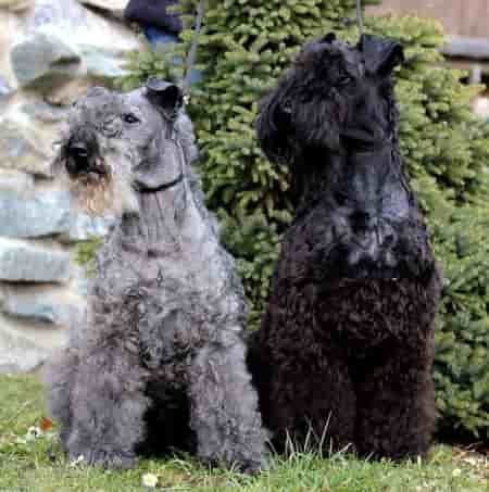 two Kerry Blue Terriers