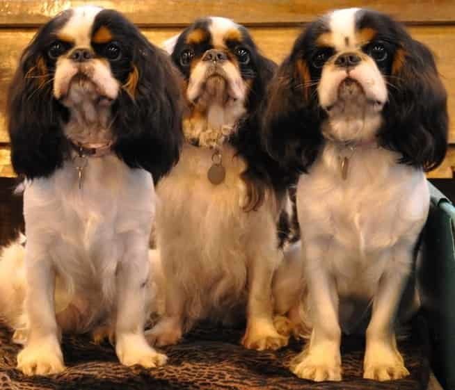 are english toy spaniel puppies lazy