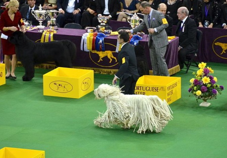 Komondor with handler at dog show