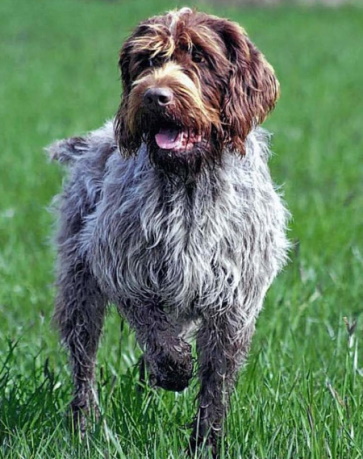 wirehaired pointing griffon outside in grassy area
