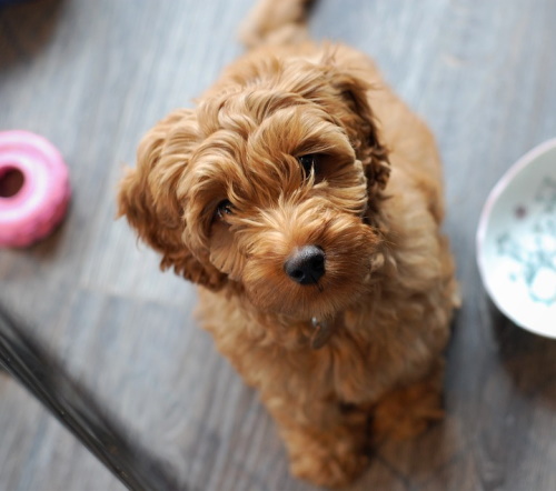 Cute dog looking up