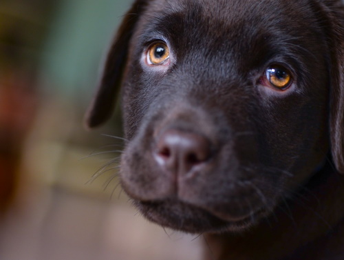 Portrait of Brown Labrador Puppy Brown Labrador Puppy portrait