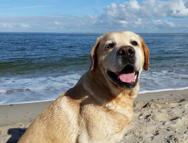 Labrador Retriever at the Beach Labrador Retriever