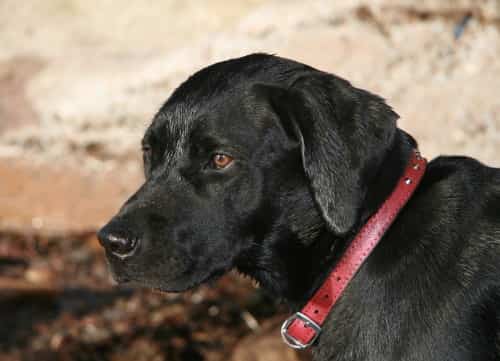 Black Labrador with red collar Black Labrador Retriever