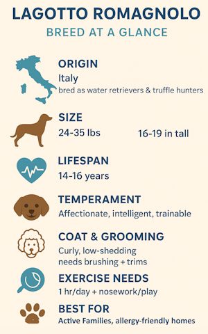 Lagotto Romagnolo breed infogram