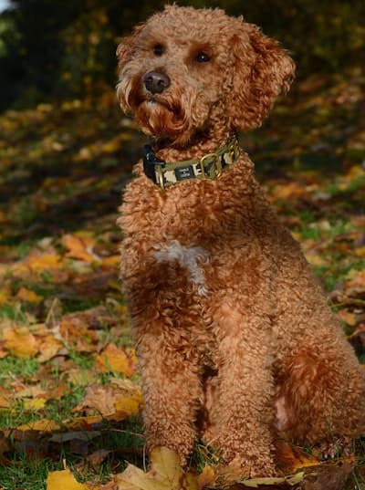 Lagotto Romagnolo sitting outside among the fallen leaves in a wooded terrain