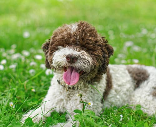 Lagotto Romagnolo dog lying down in the grass