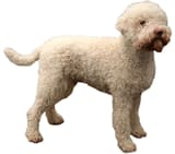 lagotto romagnolo standing against white background
