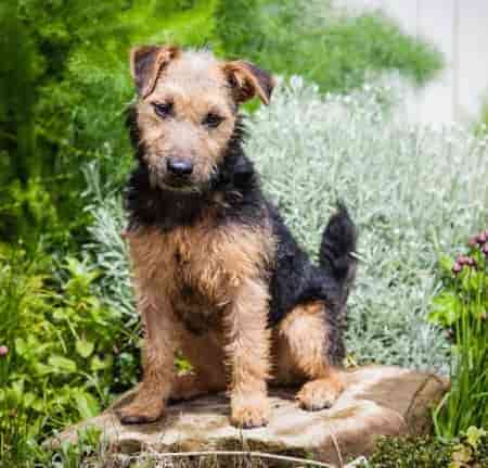 Lakeland Terrier Puppy sitting in outdoor terrain Lakeland Terrier Puppy sitting in outdoor terrain