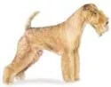 Lakeland terrier dog illustration