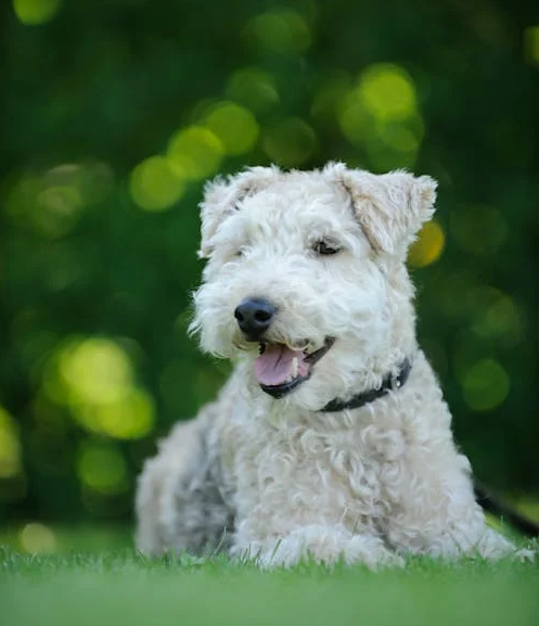 Lakeland Terrier With Wheaten Coat Lakeland Terrier lying down in grassy area