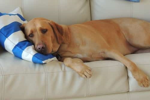 dog lying down inside