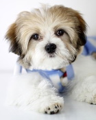 Lasha Apso dog image