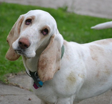 Long Eared White Dog white dog with long ears standing outside