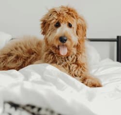 dog sitting on a bed