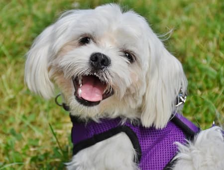 Maltese Dog Head And Shoulders Looking at the Camera Maltese dog head and shoulders appears to be smiling