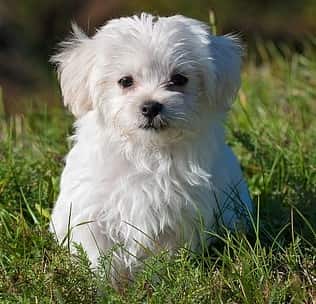 Maltese Dog in the grass