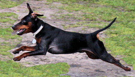 Manchester Terrier running fast outside
