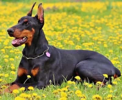 Manchester Terrier dog lying in the grass and yellow flowers