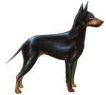 toy manchester terrier