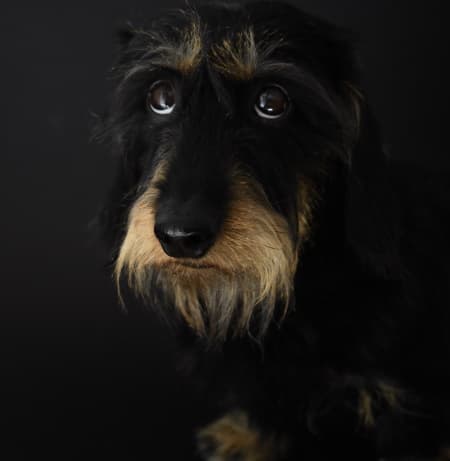 black dog looking somber