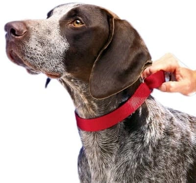brown dog wearing a martingale collar