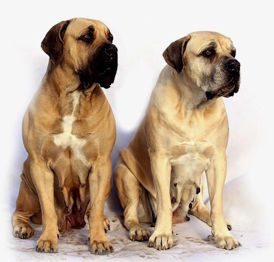 Two Mastiff Dogs sitting side by side against plain background Two Mastiff Dogs sitting side by side with plain background