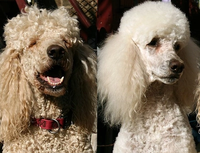 matted dog hair before and after poodles