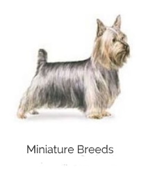 miniature dog breeds