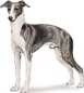 miniature italian greyhound