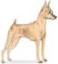 Miniature Pinscher standing profile illustration Miniatue Pinscher dog standing profile illustration