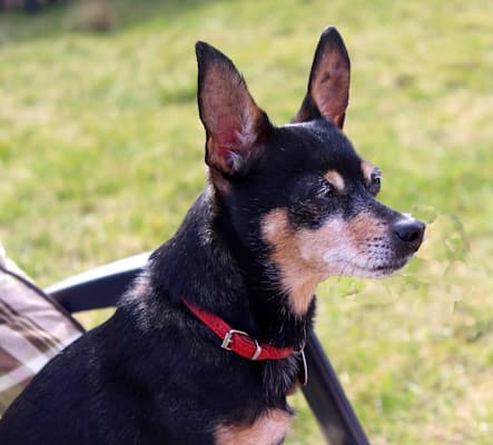 Miniature Pinscher sitting outside next to a chair with grass-like background Miniature Pinscher sitting outside next to a chair with grass-like background