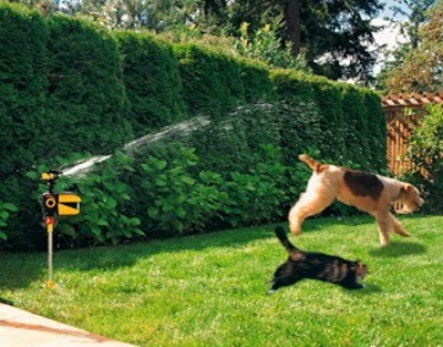 dog running away from activated garden sprinkler
