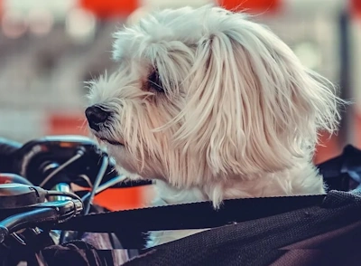 White Dog in a Motorcycle Carrier Bag white dog in motorcycle carrier