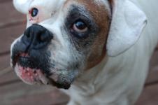 Rukus 13 years old and going strong