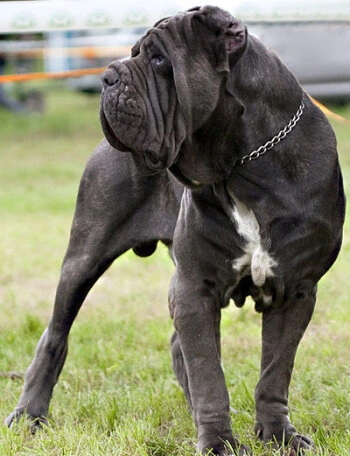 Neapolitan Mastiff dog standing outside looking away Neopolitan Mastiff dog looking over his shoulder outside in the grass
