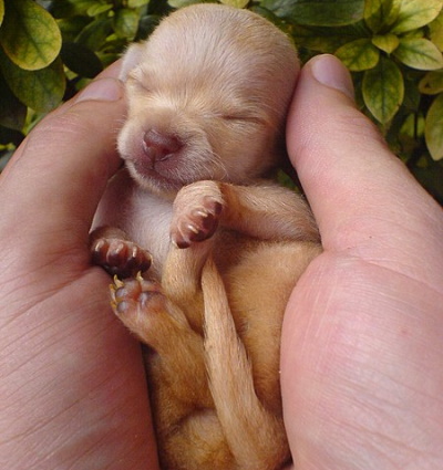 Newborn Chihuahua newborn puppy