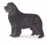 Newfoundland dog