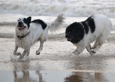 Newfoundland Dogs running at the shoreline Newfoundland dogs running