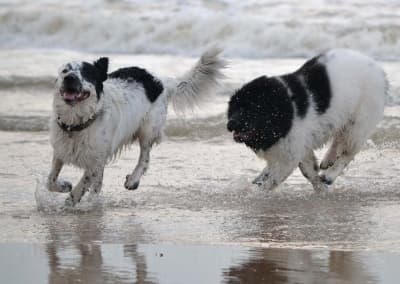 Newfoundland dogs running