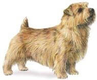 Norfolk Terrier dog breed illustration