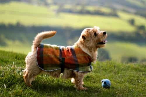 Norfolk Terrier wearing a plaid coat outside Norfolk Terrier