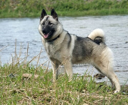 Norwegian Elkhound standing by a river
