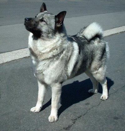 Norwegian Elkhound standing in the street looking up