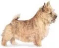 norwich terrier dog image