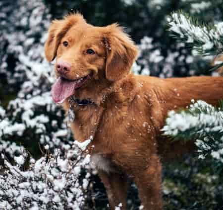 Nova Scotia Duck Tolling Retriever