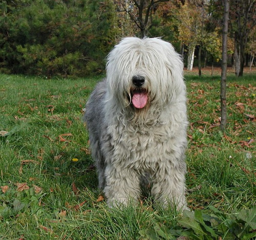 old english sheepdog standing in the grass